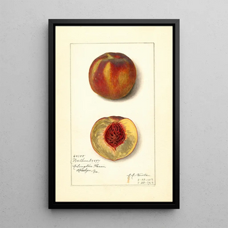 Prunus persica Worthen - Amanda Almira Newton | Painting — framed artwork on a wall