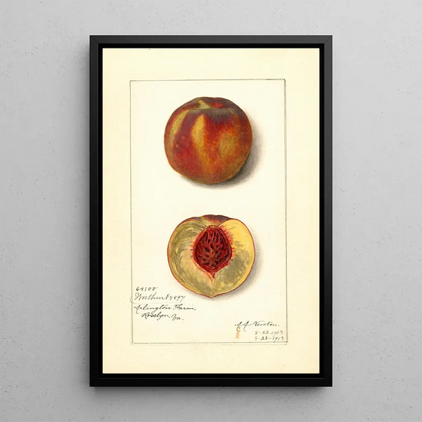 Prunus persica Worthen - Amanda Almira Newton | Painting — framed artwork on a wall