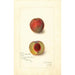 Prunus persica Yellow Rare Ripe - Amanda Almira Newton — artwork view