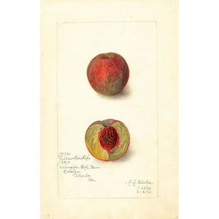 Prunus persica Yellow Rare Ripe - Amanda Almira Newton — artwork view