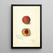Prunus persica Yellow Rare Ripe - Amanda Almira Newton — framed artwork on a wall