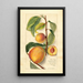 Prunus persica - Amanda Almira Newton | Painting — framed artwork on a wall