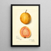 Reproduction of the painting Psidium guajava Guava - Amanda Almira Newton