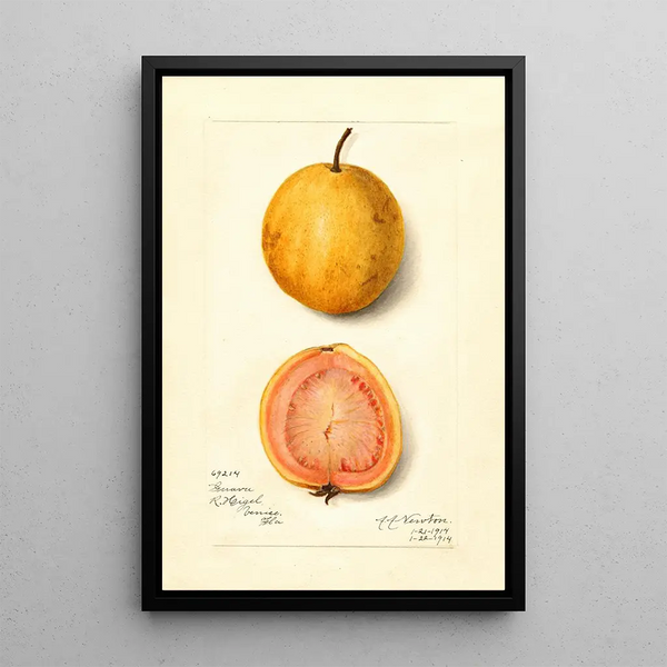 Reproduction of the painting Psidium guajava Guava - Amanda Almira Newton