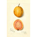 Reproduction of the painting Psidium guajava Guava - Amanda Almira Newton