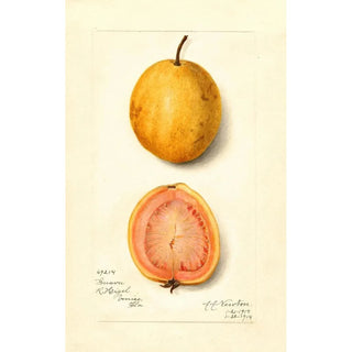 Reproduction of the painting Psidium guajava Guava - Amanda Almira Newton