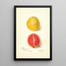 Psidium guajava Chair Rouge - Amanda Almira Newton — framed artwork on a wall