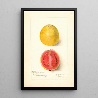Psidium guajava Chair Rouge - Amanda Almira Newton — framed artwork on a wall