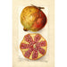 Punica granatum - Amanda Almira Newton — artwork view