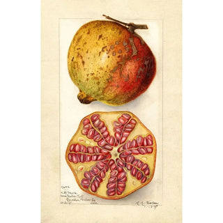 Punica granatum - Amanda Almira Newton — artwork view