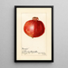 Reproduction of the painting Punica granatum Wonderful - Amanda Almira Newton