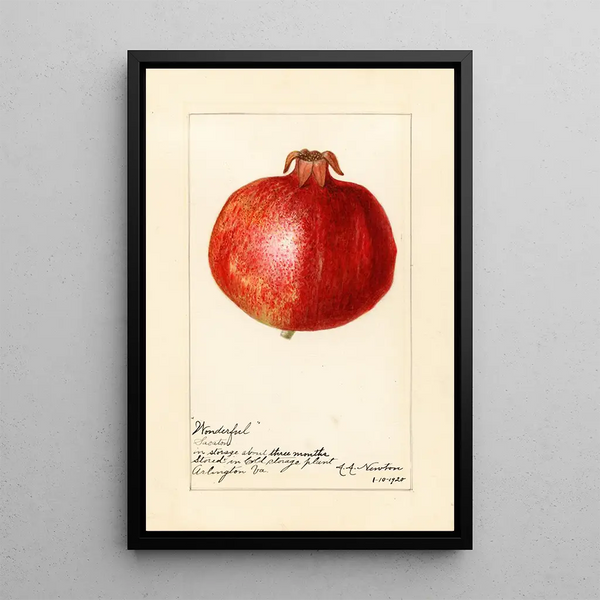 Reproduction of the painting Punica granatum Wonderful - Amanda Almira Newton