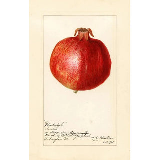 Reproduction of the painting Punica granatum Wonderful - Amanda Almira Newton