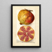 Punica granatum - Amanda Almira Newton — framed artwork on a wall