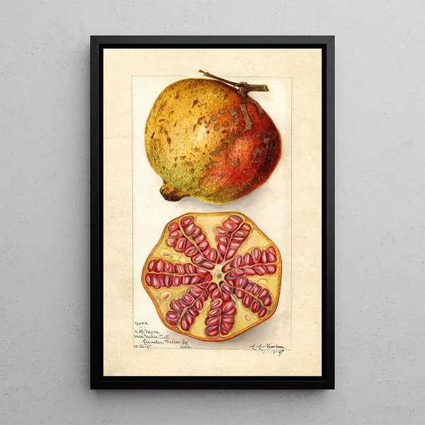 Punica granatum - Amanda Almira Newton — framed artwork on a wall