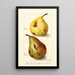 Reproduction of the painting Pyrus communis - Amanda Almira Newton