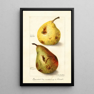Reproduction of the painting Pyrus communis - Amanda Almira Newton
