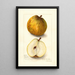 Reproduction of the painting Pyrus communis Easter - Amanda Almira Newton
