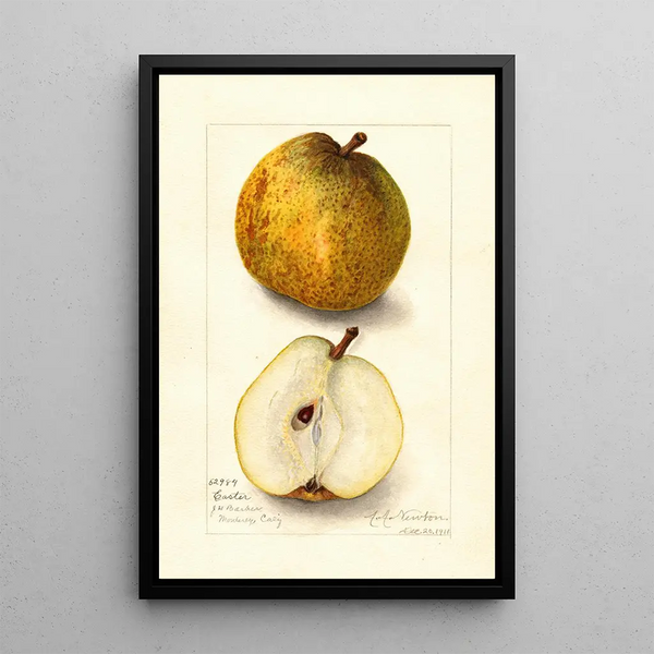 Reproduction of the painting Pyrus communis Easter - Amanda Almira Newton