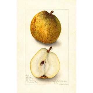 Reproduction of the painting Pyrus communis Easter - Amanda Almira Newton