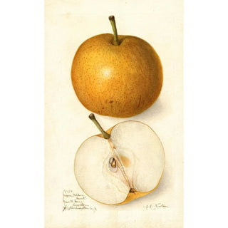 Pyrus communis Japan Golden Russet - Amanda Almira Newton — artwork view