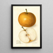 Pyrus communis Japan Golden Russet - Amanda Almira Newton — framed artwork on a wall