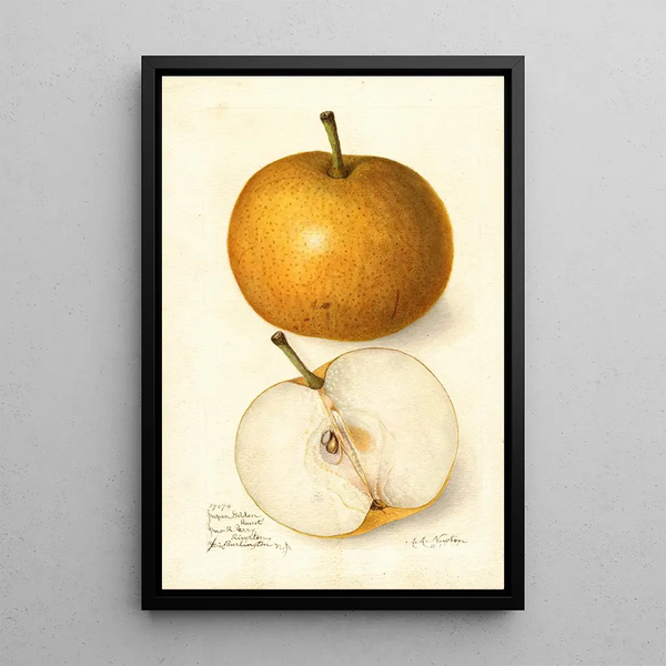 Pyrus communis Japan Golden Russet - Amanda Almira Newton — framed artwork on a wall