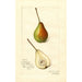 Pyrus communis Rostiezer - Amanda Almira Newton — artwork view