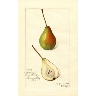 Pyrus communis Rostiezer - Amanda Almira Newton — artwork view