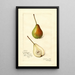 Pyrus communis Rostiezer - Amanda Almira Newton — framed artwork on a wall