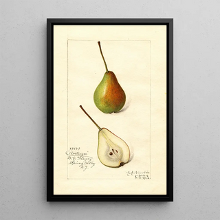 Pyrus communis Rostiezer - Amanda Almira Newton — framed artwork on a wall
