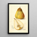 Reproduction of the painting Pyrus communis Souvenir du Congrès - Amanda Almira Newton