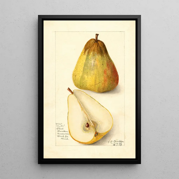 Reproduction of the painting Pyrus communis Souvenir du Congrès - Amanda Almira Newton