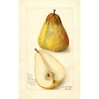 Reproduction of the painting Pyrus communis Souvenir du Congrès - Amanda Almira Newton