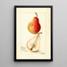 Reproduction of the painting Pyrus communis Wilder Early - Amanda Almira Newton