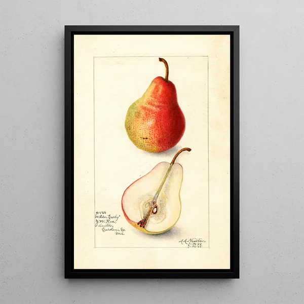 Reproduction of the painting Pyrus communis Wilder Early - Amanda Almira Newton