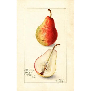 Reproduction of the painting Pyrus communis Wilder Early - Amanda Almira Newton