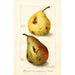 Reproduction of the painting Pyrus communis - Amanda Almira Newton
