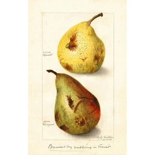 Reproduction of the painting Pyrus communis - Amanda Almira Newton