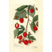 Rubus - Amanda Almira Newton — artwork view