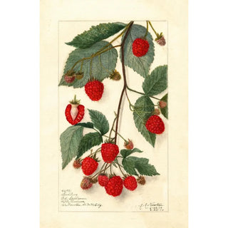 Rubus - Amanda Almira Newton — artwork view