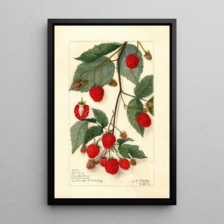Rubus - Amanda Almira Newton — framed artwork on a wall