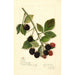 Rubus Joy - Amanda Almira Newton | Painting — artwork view