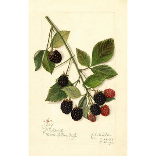 Rubus Joy - Amanda Almira Newton | Painting — artwork view