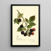 Rubus Joy - Amanda Almira Newton | Painting — framed artwork on a wall