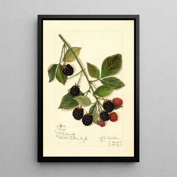 Rubus Joy - Amanda Almira Newton | Painting — framed artwork on a wall
