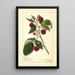 Reproduction of the painting Rubus Marlboro - Amanda Almira Newton
