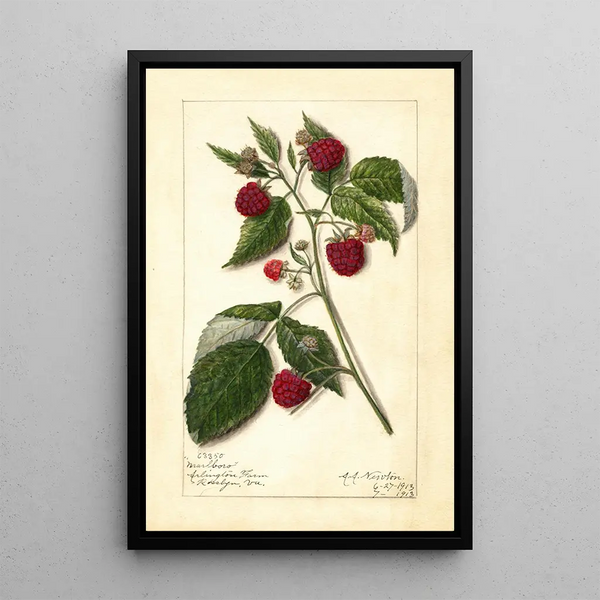 Reproduction of the painting Rubus Marlboro - Amanda Almira Newton