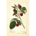 Reproduction of the painting Rubus Marlboro - Amanda Almira Newton