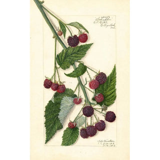 Rubus Schaffer - Amanda Almira Newton — artwork view